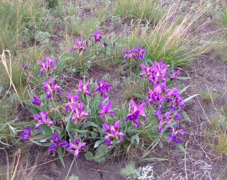 Image of Iris glaucescens specimen.