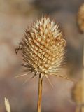 Dipsacus dipsacoides