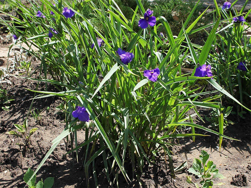 Изображение особи Tradescantia virginiana.