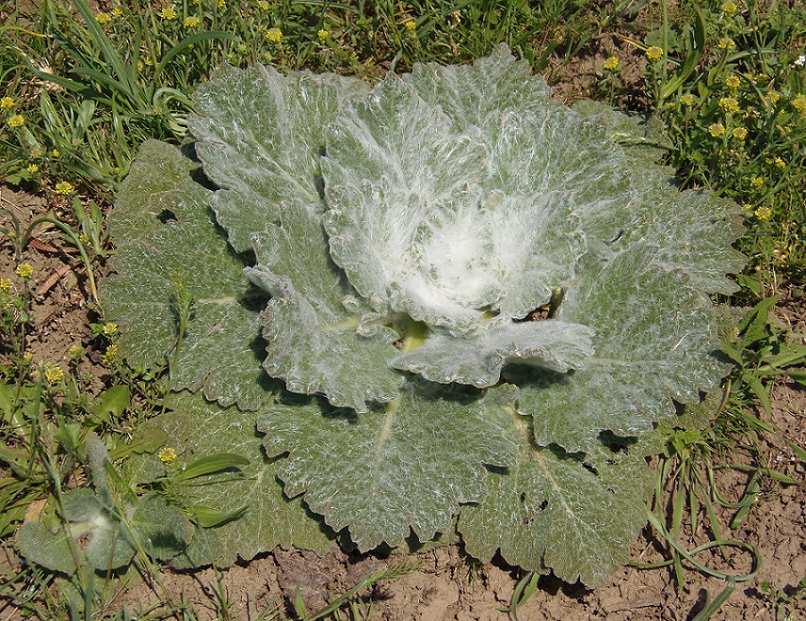 Image of Salvia aethiopis specimen.