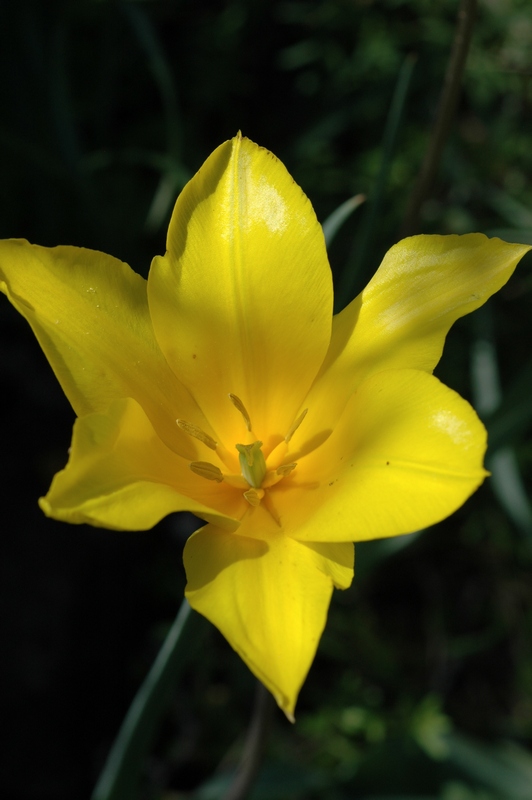 Image of Tulipa brachystemon specimen.