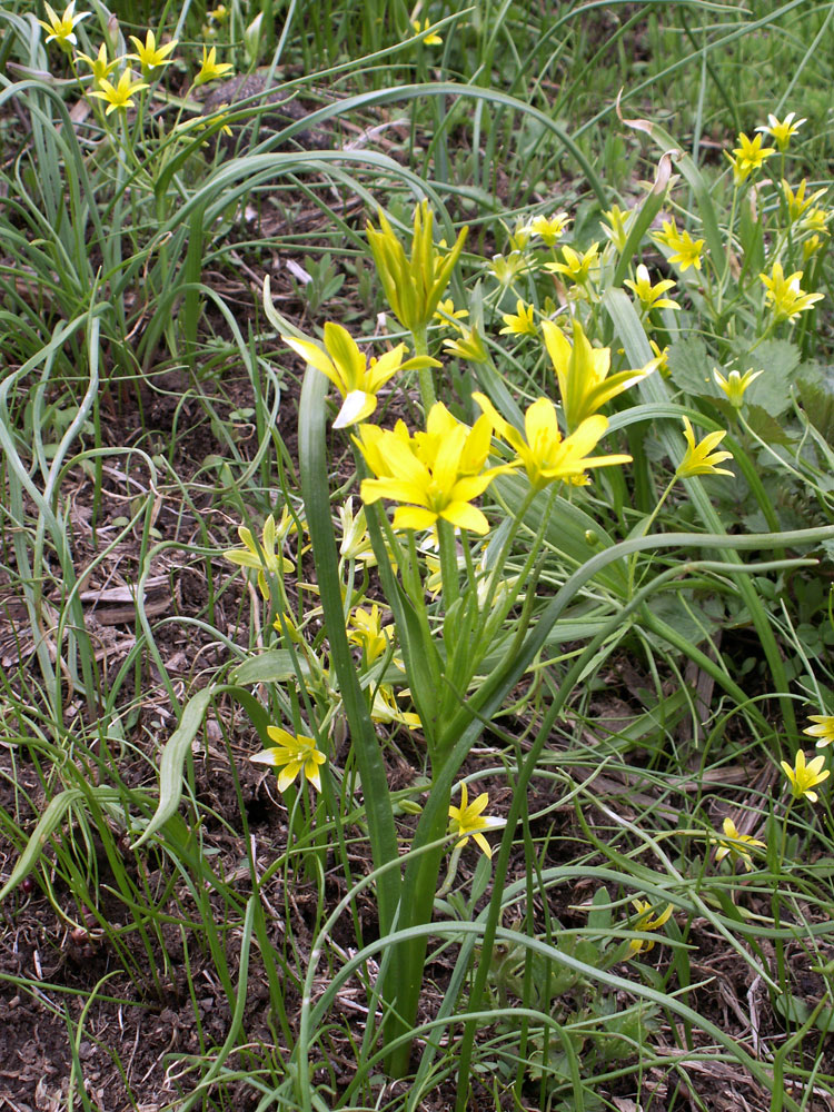 Image of genus Gagea specimen.