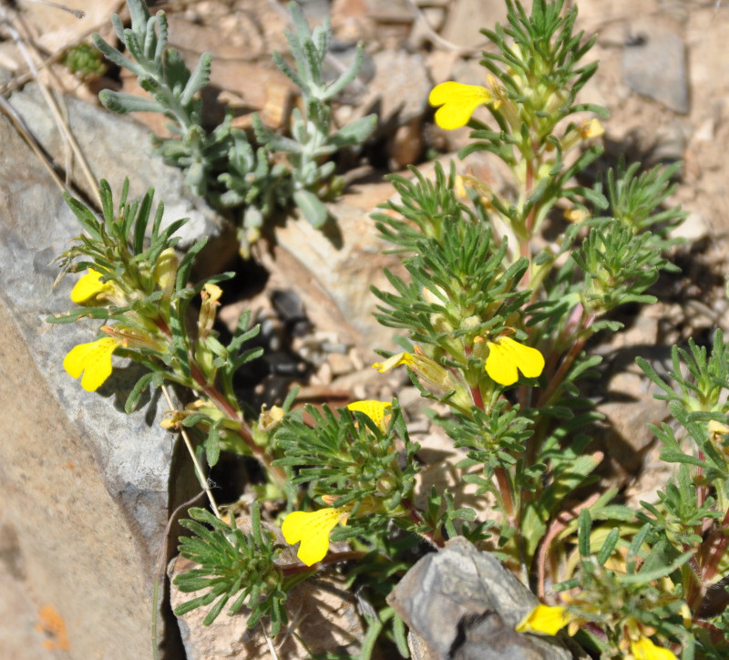 Image of Ajuga chia specimen.