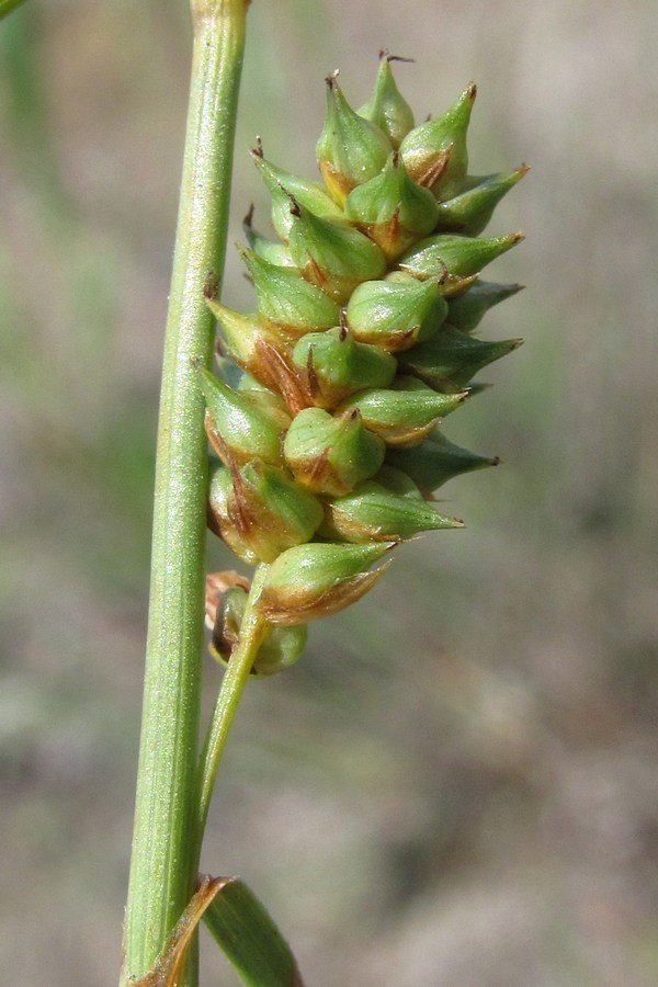 Изображение особи Carex extensa.