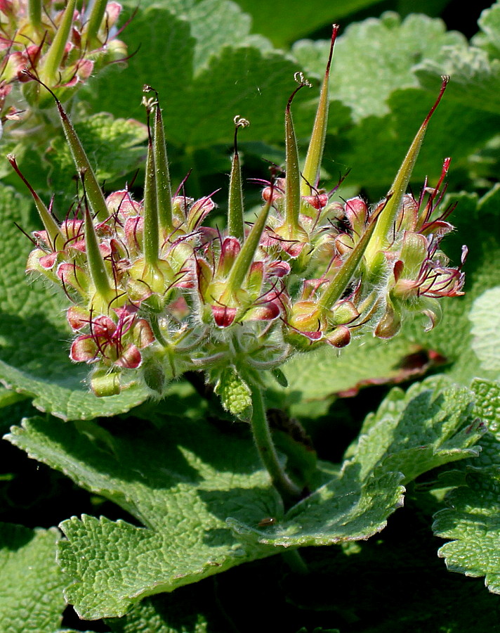 Image of Geranium renardii specimen.