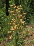 Centaurea salonitana. Плодоносящее растение. Краснодарский край, окр. г. Геленджик, склон прибрежной горы, опушка соснового леса. 31.07.2013.