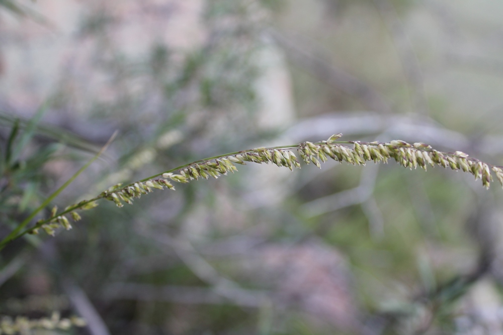 Image of Melica virgata specimen.