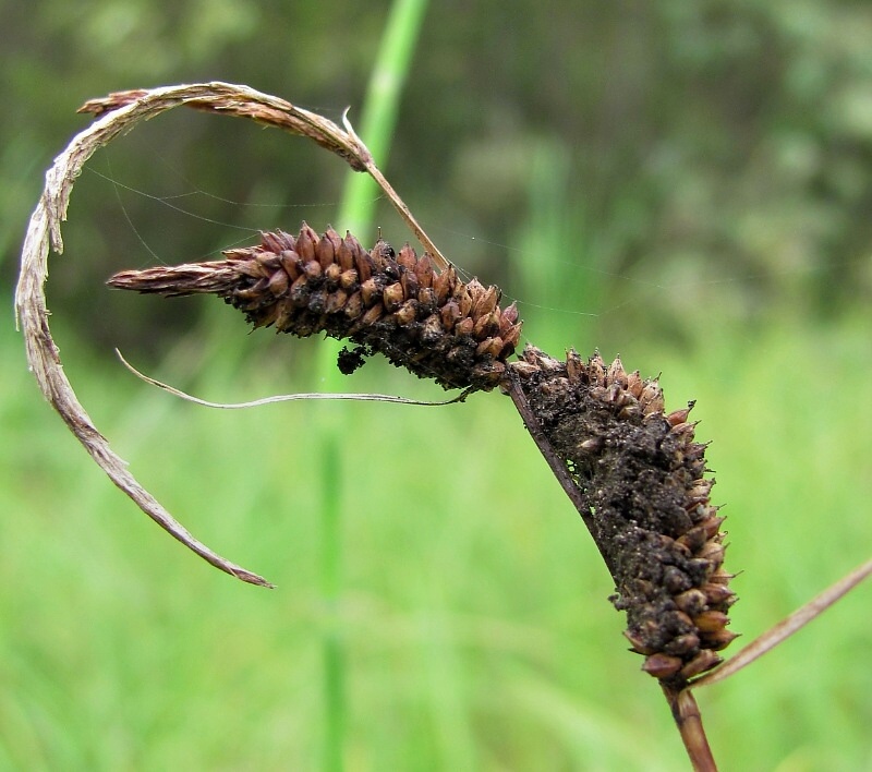 Изображение особи Carex acuta.