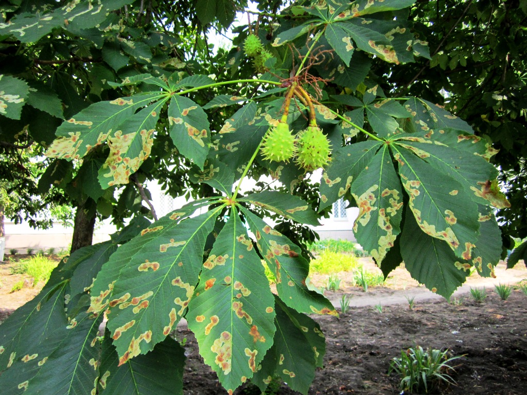 Изображение особи Aesculus hippocastanum.