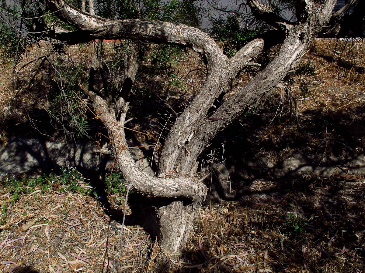 Image of Melaleuca linariifolia specimen.