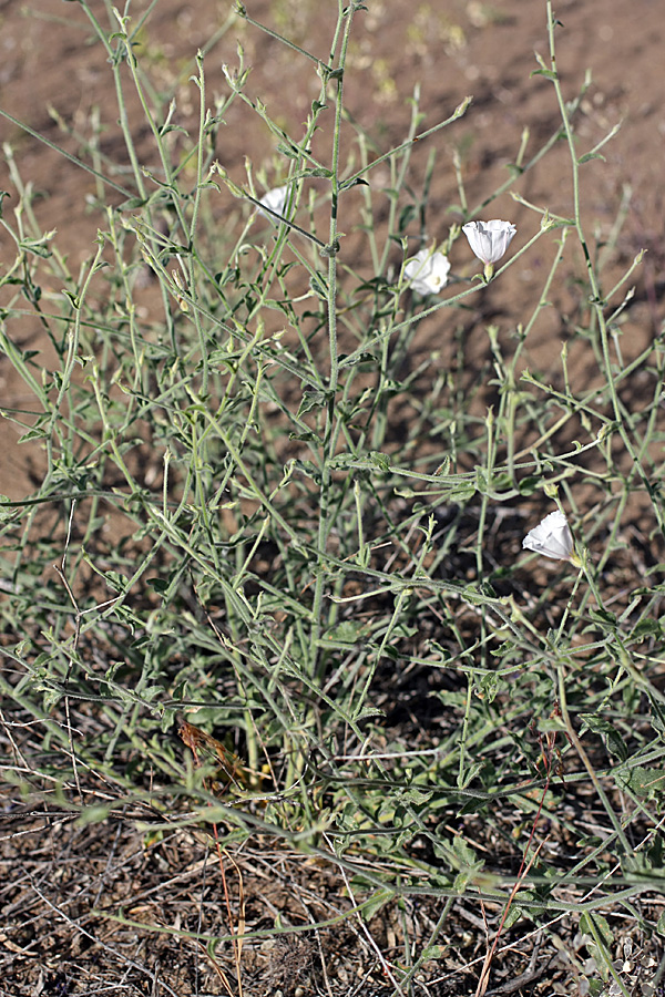 Изображение особи Convolvulus divaricatus.