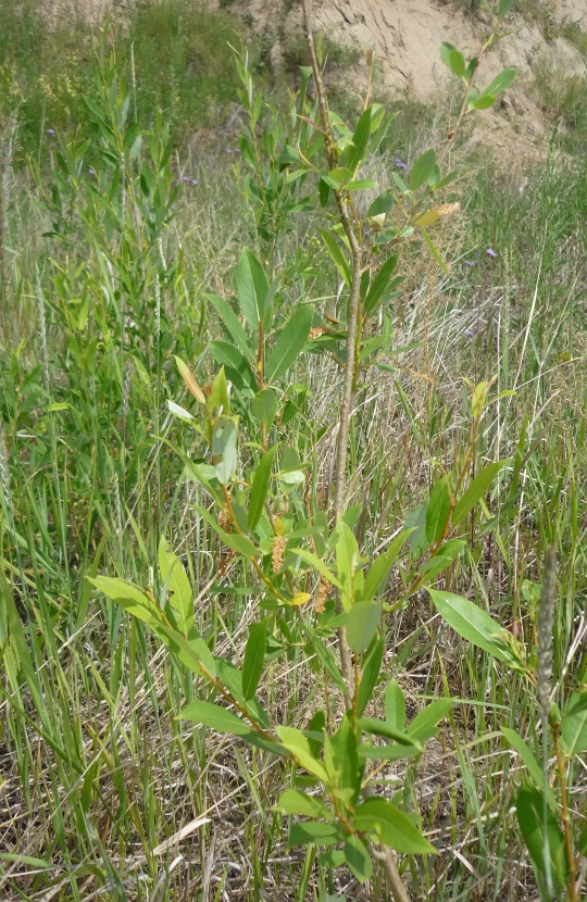 Image of Salix triandra specimen.