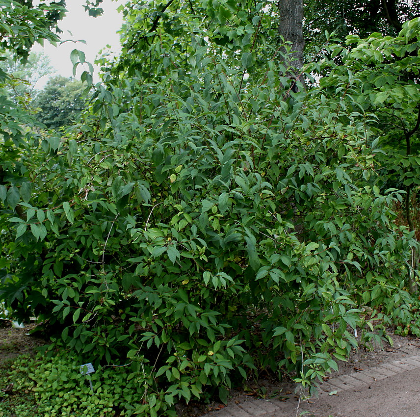 Image of Weigela praecox specimen.