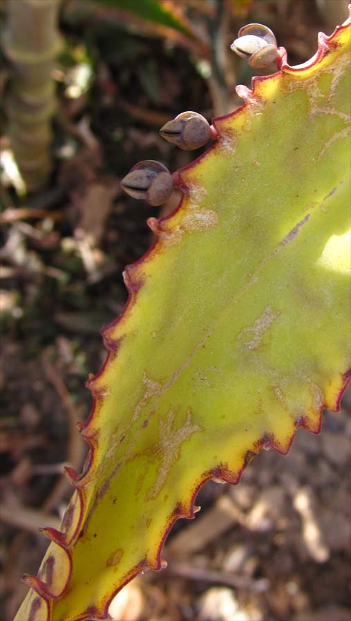 Image of Kalanchoe daigremontiana specimen.