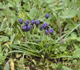 Muscari commutatum