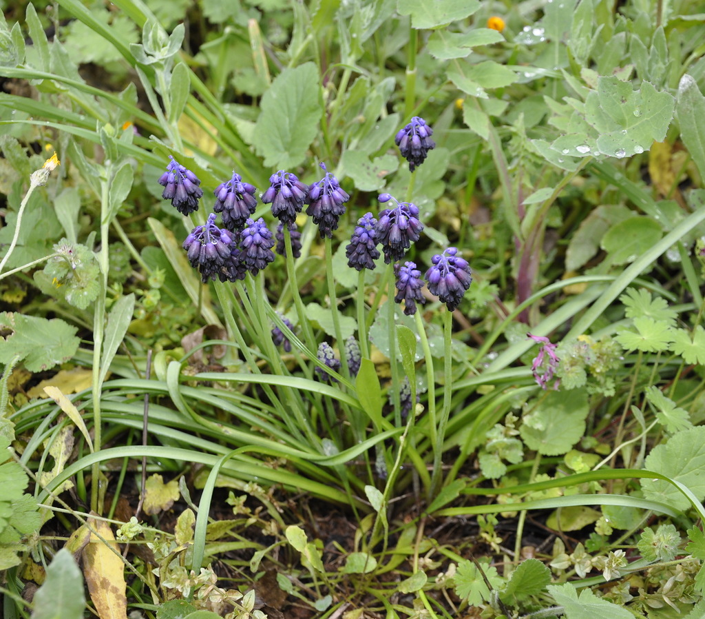 Изображение особи Muscari commutatum.