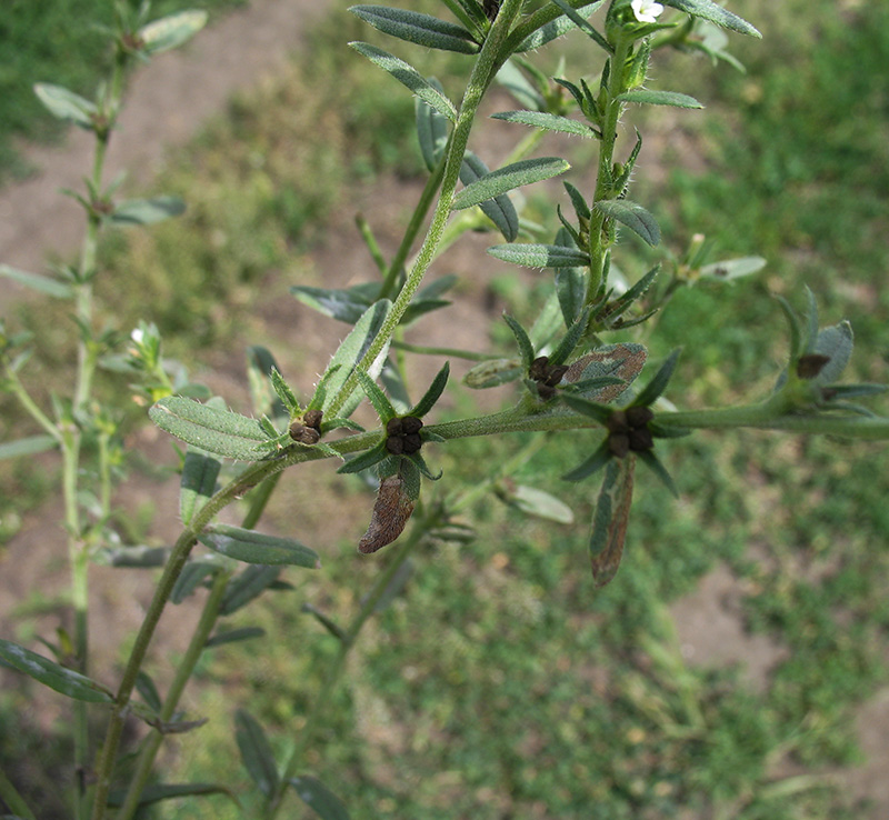 Image of Buglossoides arvensis specimen.