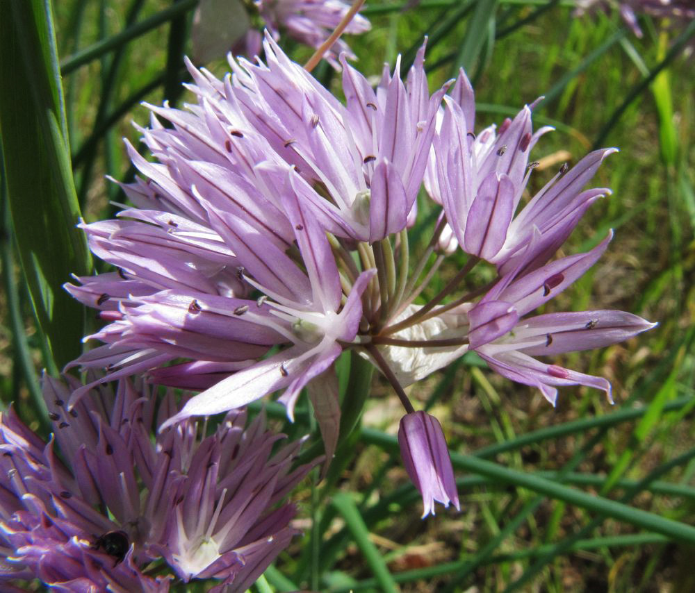 Image of Allium schoenoprasum specimen.