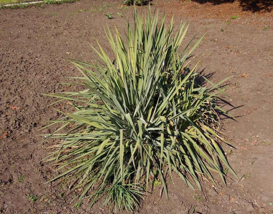 Изображение особи Yucca filamentosa.