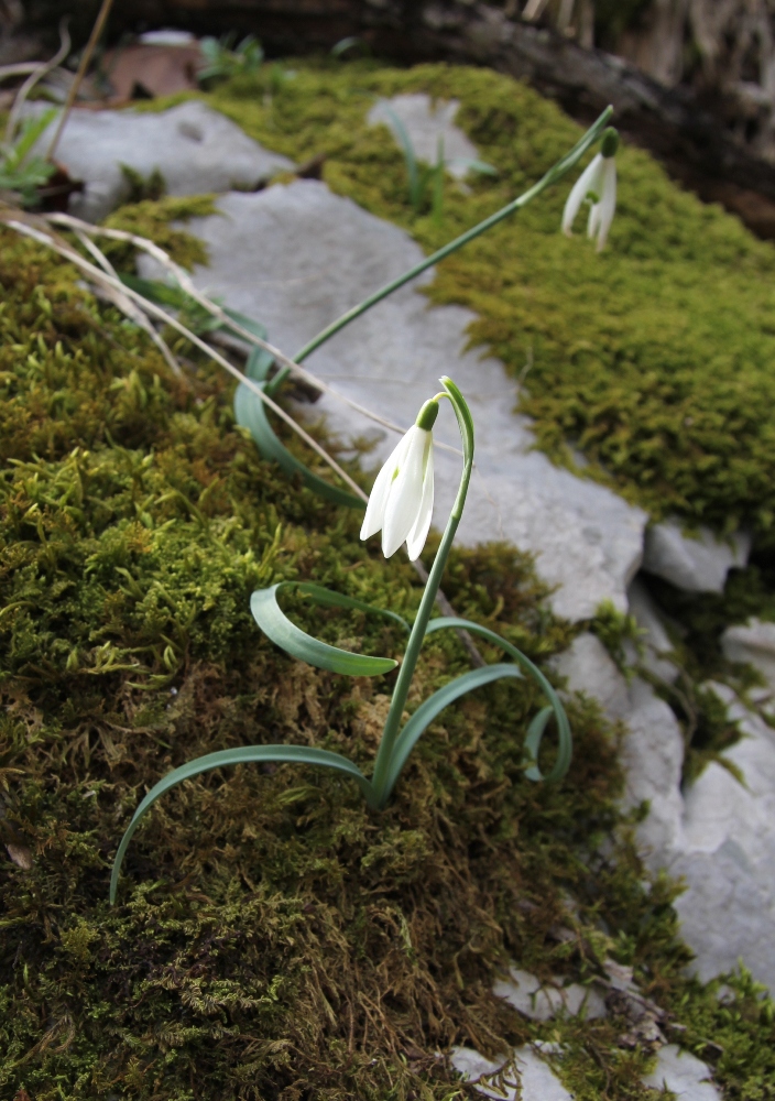 Image of Galanthus nivalis specimen.