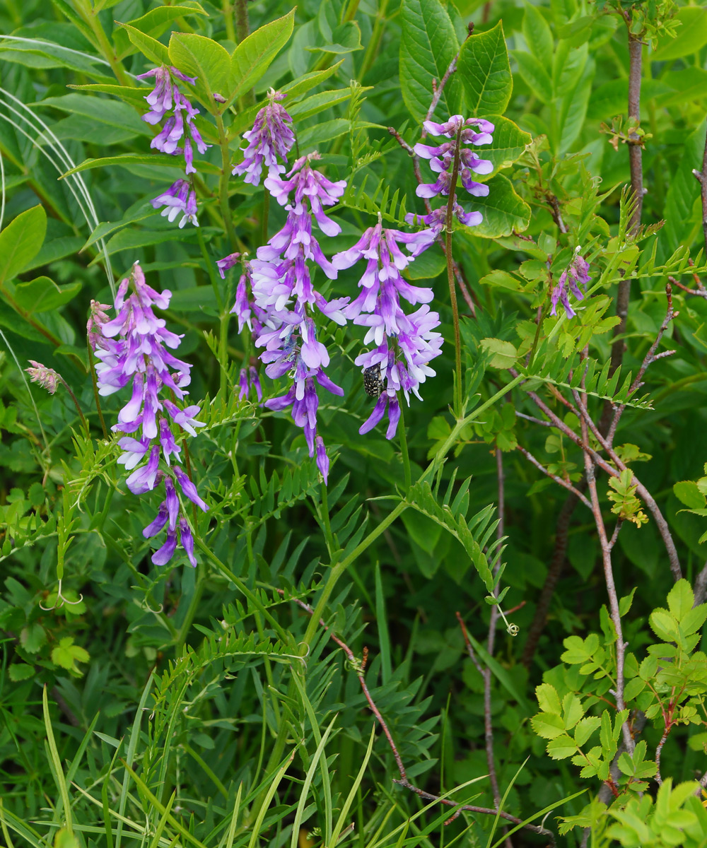 Image of Vicia tenuifolia specimen.