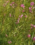 Pedicularis grandiflora