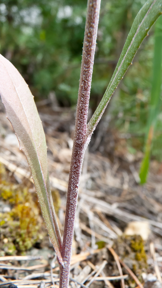 Изображение особи Crepis tectorum.