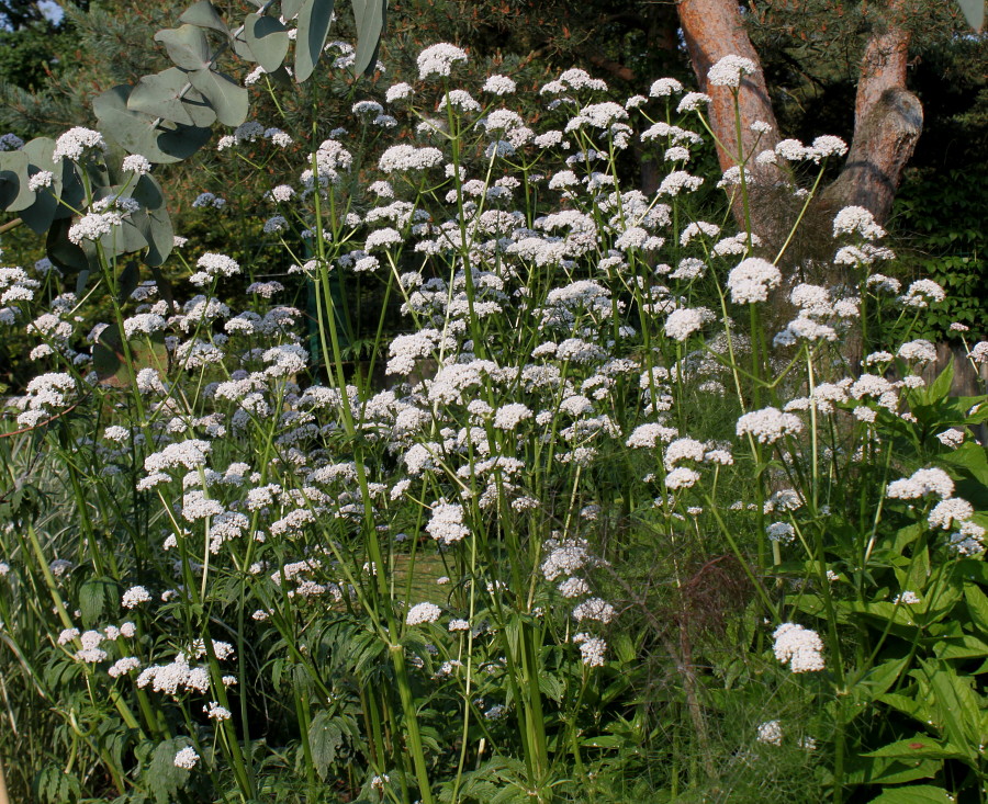 Image of genus Valeriana specimen.