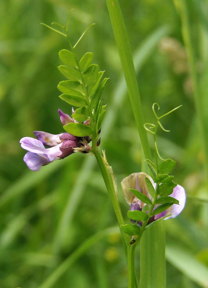 Image of Vicia sepium specimen.