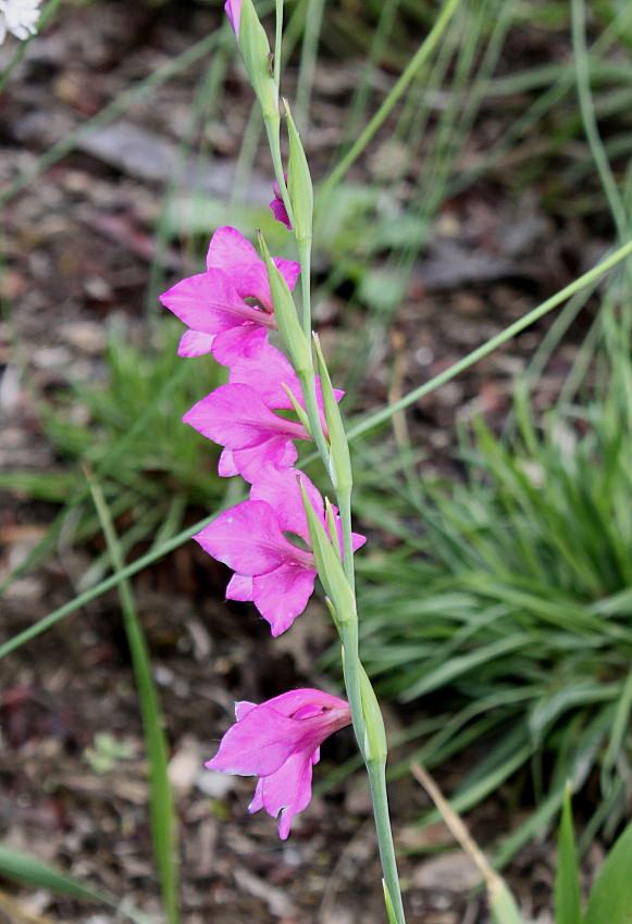 Изображение особи Gladiolus palustris.