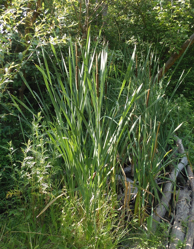 Изображение особи Typha latifolia.