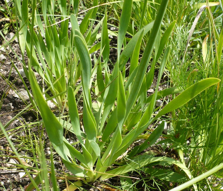 Image of Allium nutans specimen.