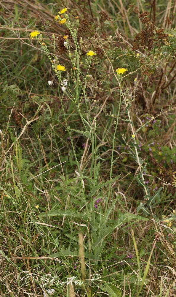 Изображение особи Sonchus arvensis.