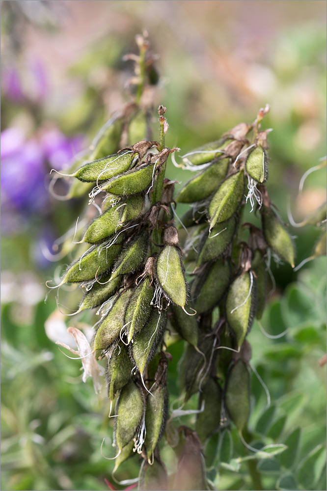 Image of Astragalus subpolaris specimen.