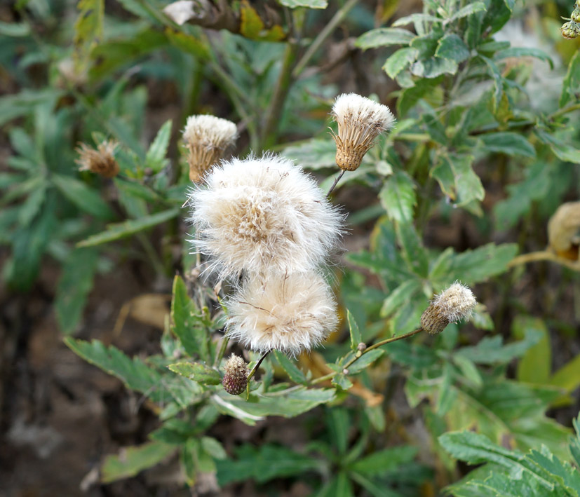 Изображение особи род Cirsium.