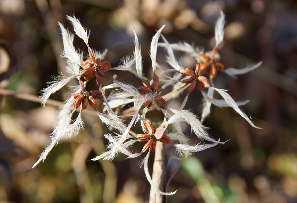 Изображение особи Clematis terniflora.