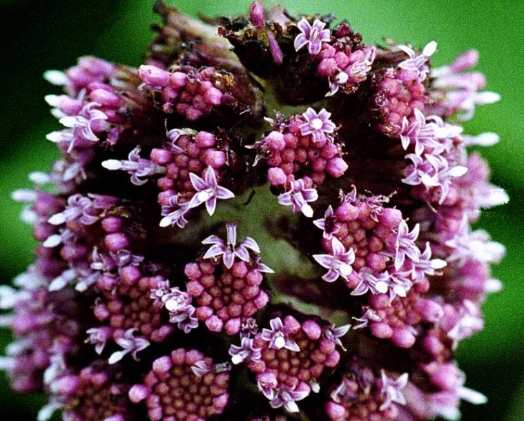 Image of Petasites hybridus specimen.