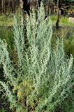 Artemisia sieversiana. Цветущее растение. Юг Красноярского края, окр. г. Минусинск. Август 2009 г.