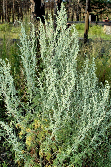 Image of Artemisia sieversiana specimen.