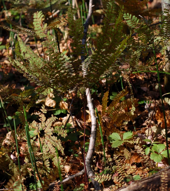 Image of Adiantum pedatum specimen.