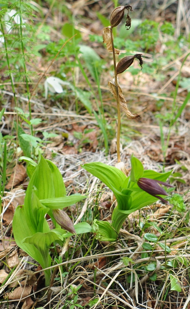 Image of Cypripedium calceolus specimen.