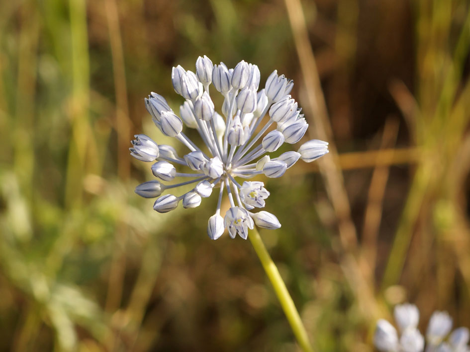 Изображение особи Allium caesium.