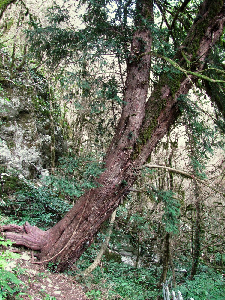 Изображение особи Taxus baccata.