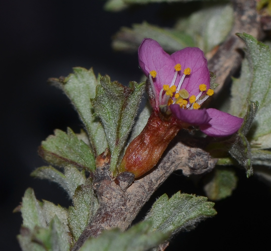 Image of Cerasus prostrata specimen.