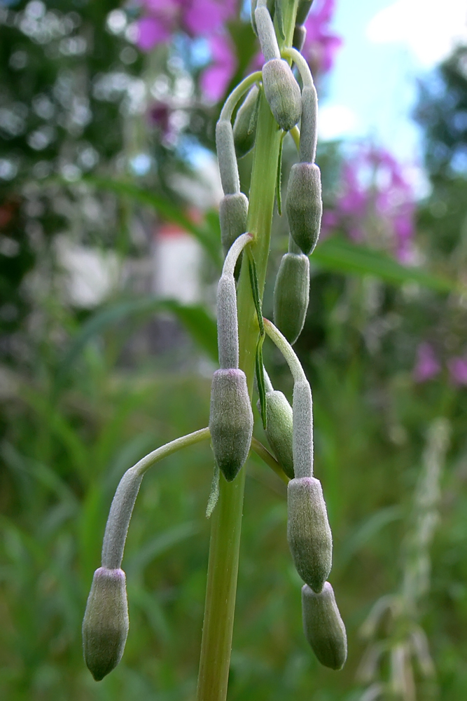 Image of Chamaenerion angustifolium specimen.