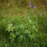 Geranium pratense. Цветущее и плодоносящее растение на используемом под выпас суходольном лугу. Калужская обл., ст. Думиничи. 19.08.2009.