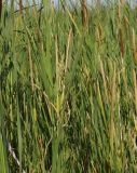 Typha angustifolia