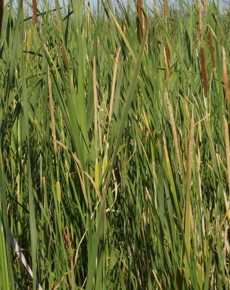 Image of Typha angustifolia specimen.