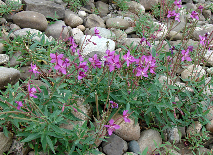 Image of Chamaenerion latifolium specimen.