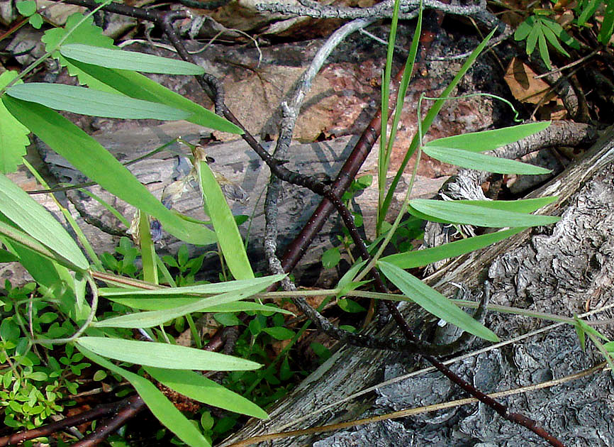 Image of Lathyrus pilosus specimen.